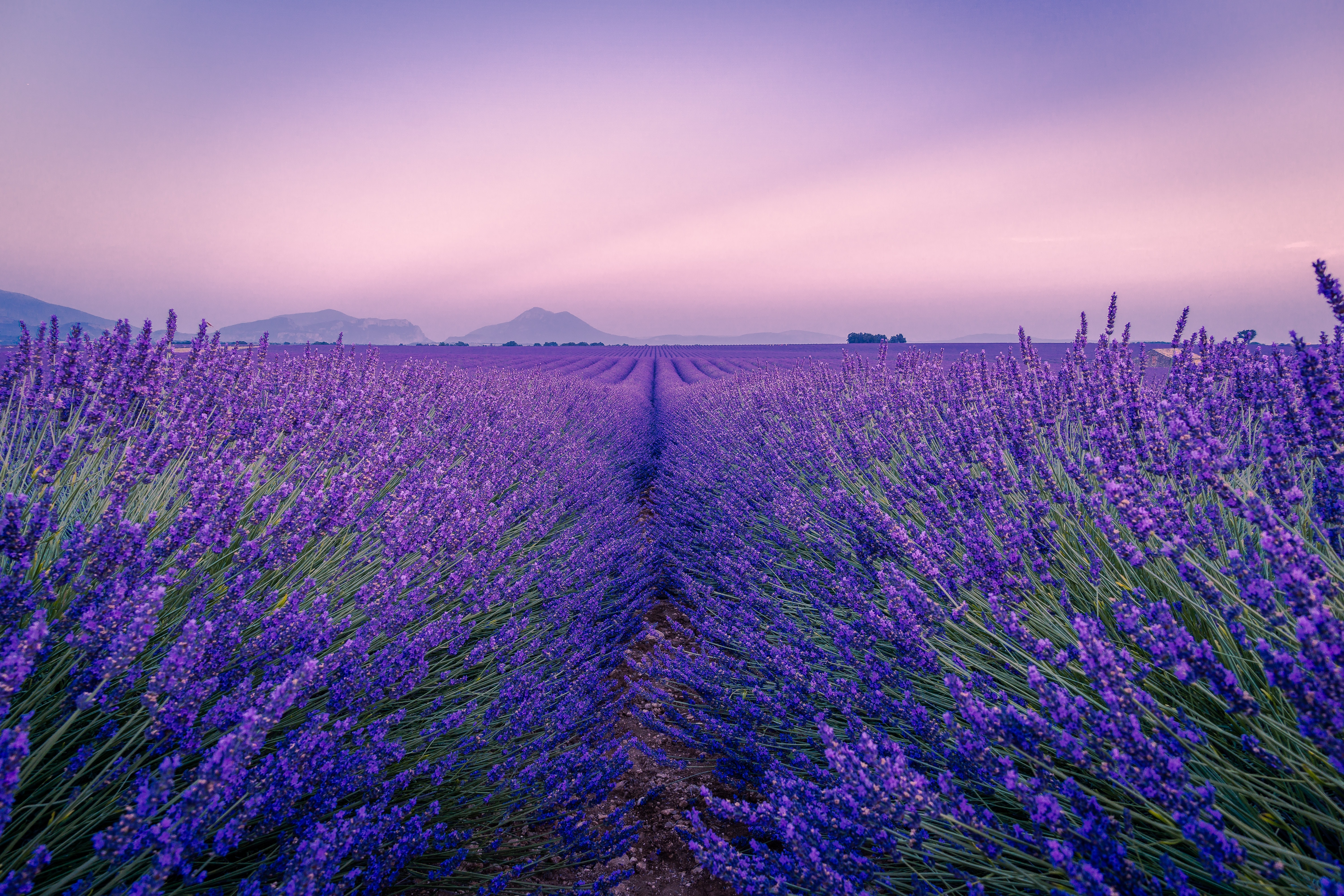 picture of lavender